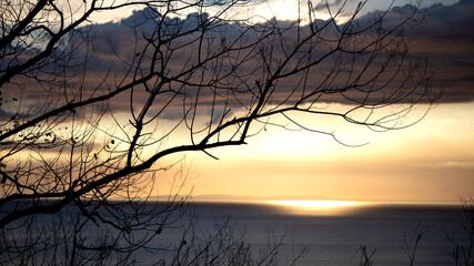 silhouette of a tree with view of bed of clouds above sea