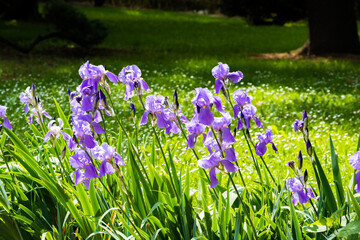 Fiori e natura in primavera