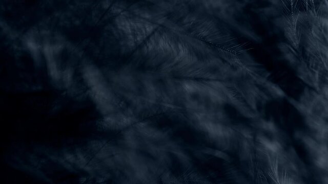 Black feathers. Close-up. Slow motion black feather background.