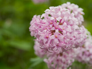 Beautiful purple,pink,red, cosmos flowers blooming in the garden with blue sky on nature background