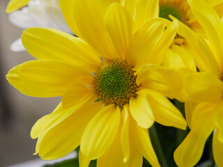 Beautiful purple,pink,red, cosmos flowers blooming in the garden with blue sky on nature background