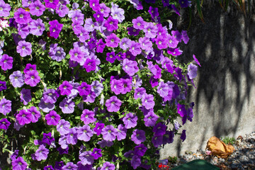 Fiori e natura in primavera