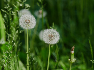 dandelions in the park in the rays of sunlight in spring