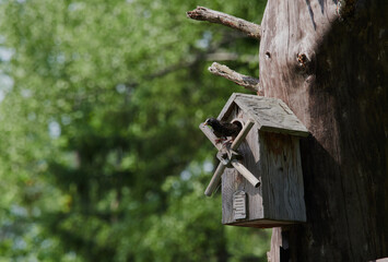 A starling sits on a perch near a birdhouse with an insect in its beak. Against the background of the gray sky. Natural photography with wild birds. Beauty in nature. Warm spring day