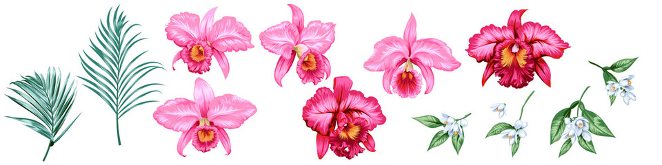 Fototapeta na wymiar Set of beautiful decorative pink orchid flowers