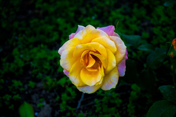 Fiori e natura in primavera