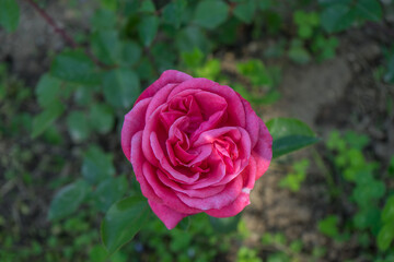 Fiori e natura in primavera