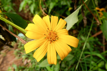 A wild, yellow and sunflower-like flower grows in the end of summer along the bank