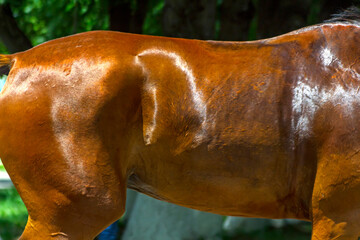 Beautiful skin of arabian horse close up.