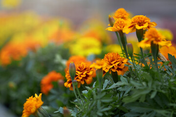 Close up of orange marigold blooming in pots at greenhouse. Blur background. Concept of horticultural industry and flower farming. 