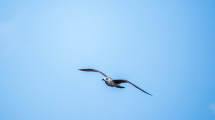 The European herring gull, Larus argentatus, flying in the clear blue sky.