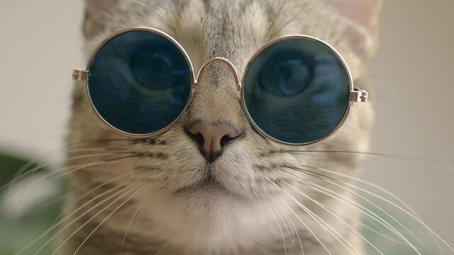 Ginger tabby cat in blue sunglasses. Close-up. Looking at camera.