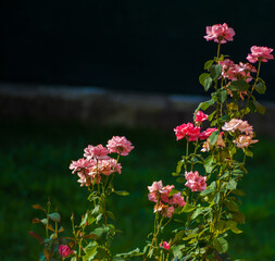 Fiori e natura in primavera