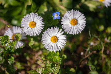 Fiori e natura in primavera, meravigliose margheritine color pastello