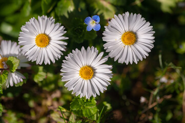 Fototapeta premium Fiori e natura in primavera, meravigliose margheritine color pastello