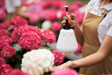 Close up of female florist using spray for watering colorful hydrangea at work. Young woman in...
