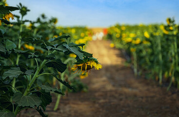 Fototapeta na wymiar road between the rows of blooming sunflowers