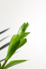 New sprout of black Zamioculcas plant on white background. minimal home decor concept, home gardening. Selective focus