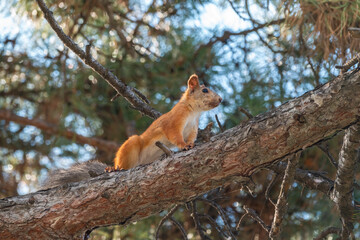 Naklejka na ściany i meble The squirrel sits on a pine branches in the summer or autumn.