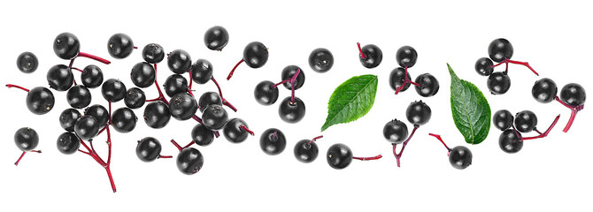 Top view of black elderberry with green leaves isolated on a white background. Sambucus.