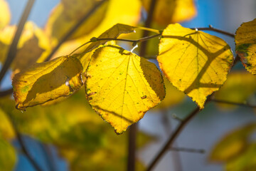 Obraz premium Tilia branch with yellow leaves in autumn, in the light of sunset.
