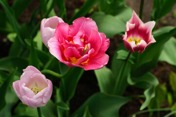 Fototapeta premium tulip pink red blooming flowers