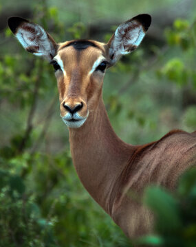 Female Impala antelope, photographed in South Africa.