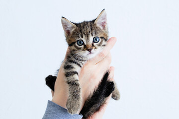Small gray kitten close-up in the hands of caucasian woman. White background.
