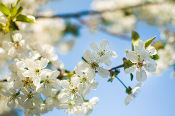 Fototapeta premium tree flowers in sun