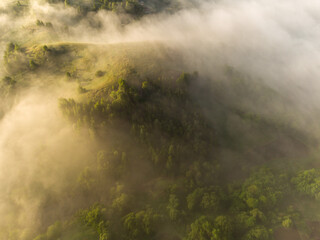 fog in the forest