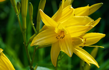 blooming yellow lilies among the green foliage of the garden.
