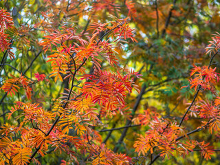 Naklejka na ściany i meble Rowan branches with yellow leaves in the autumn park.