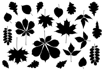 Big set of black silhouette leaves. Maple, chestnut, oak, linden, acacia and other. Black and white vector illustration, isolated