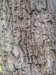 Bark texture and background of a old tree trunk. Detailed bark texture.