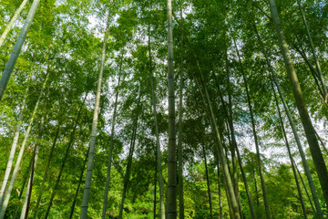 Fototapeta na wymiar 生い茂る竹林
