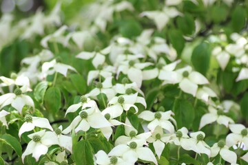 ヤマボウシの花