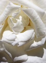 Obraz na płótnie Canvas close up white rose flower