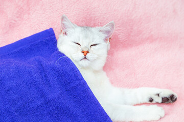 British shorthair chinchilla cat lies on a pink bedspread.