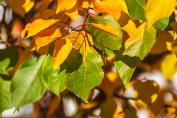 Apple tree branches with orange and yellow leaves in autumn
