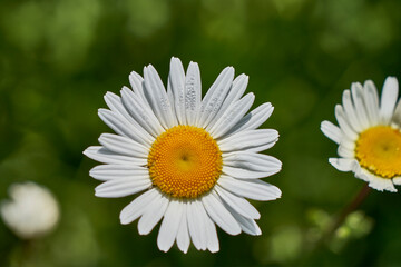 Fototapeta premium Spring 21