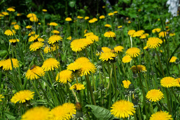 dandelions, dandelion, background, flower, nature, yellow, field, flowers, spring, warmth, mood, sunny, meadow, summer, grass, green, plant, blossom, beauty, flora, garden, beautiful, bright, blooming