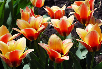 bicolor tulips bright decoration of a spring flower bed