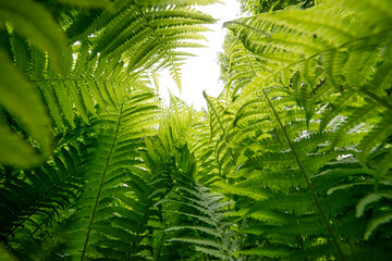 green fern leaves in the forest