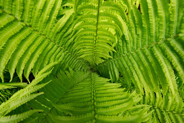 green fern leaves in the forest