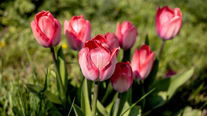 Pink Tulips in early spring