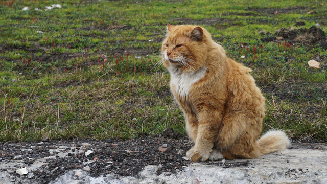 A huge and chubby beige cat sits on a stone terrace in front of the grass in Barentsburg, in Svalbard, in Norway