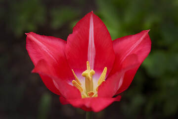 Beautiful red tulip. Macro photo of a bright pink flower on a dark background.
