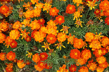 Marigold flowers from the Aster family