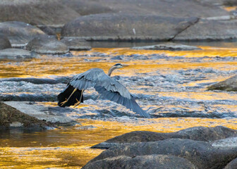 Great Blue Heron at River