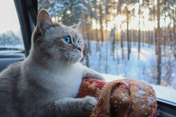The siberian cat in a car by the open window. Traveling in winter with a pet. Cat in the snow.